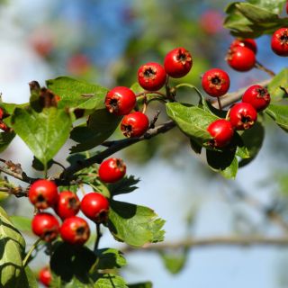 Hawthorn olaj